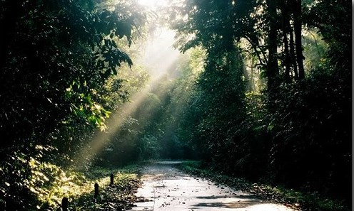 Đêm trong rừng (Bài đọc hiểu tiếng Việt lớp 3 - đề số 25 - thi học sinh giỏi)